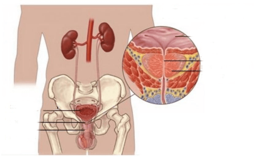 prostatita la barbati